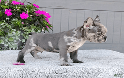 Frenchton dogs for sale: Sammy - Image 4