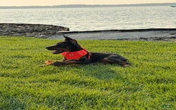 Doberman Pinscher dogs for sale: Banana - Image 6