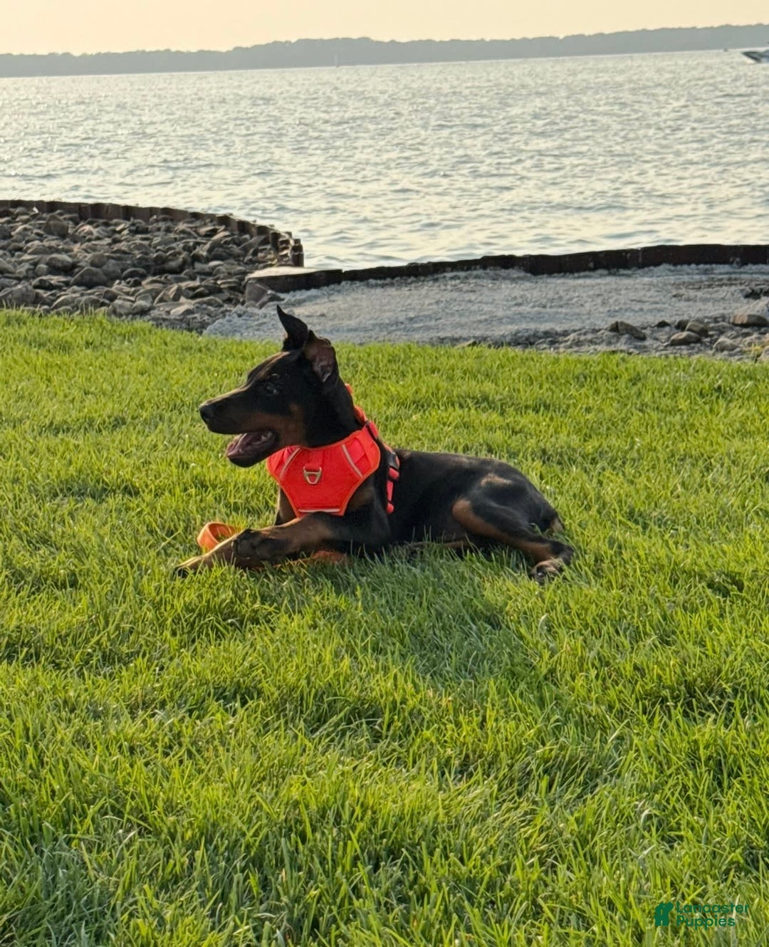 Doberman Pinscher dogs for sale: Banana - Image 6