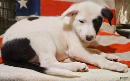 Border Collie dogs for sale: Bambi - Image 35