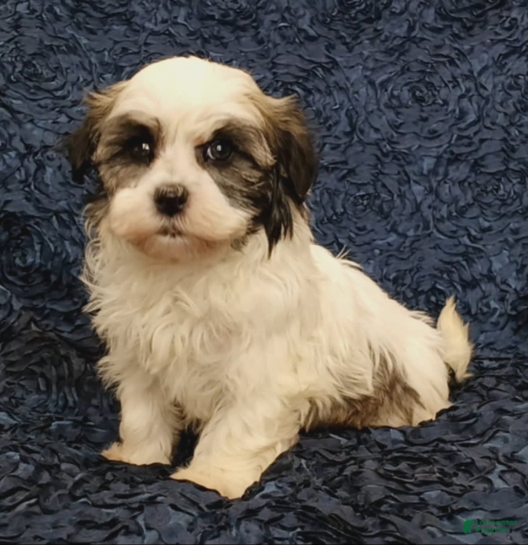 Havanese dogs for sale: Hailey - Image 4