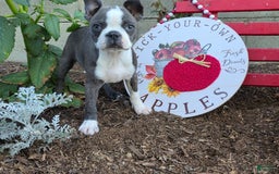 French Bulldog dogs for sale: Peaches - Image 7