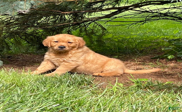 Golden Retriever dogs for sale - Ad 5