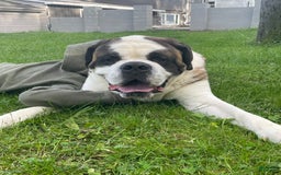 Saint Bernard dogs for sale: Maverick - Image 8