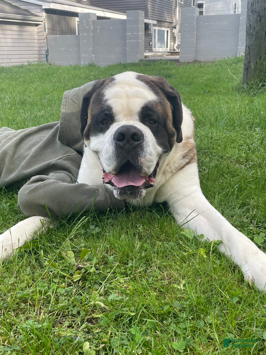 Saint Bernard dogs for sale: Maverick - Image 8