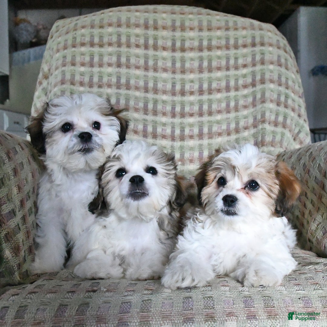Teddy Bear dogs for sale: Bailey - Image 5
