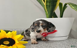 Dachshund dogs for sale: Miss Bailey - Image 2