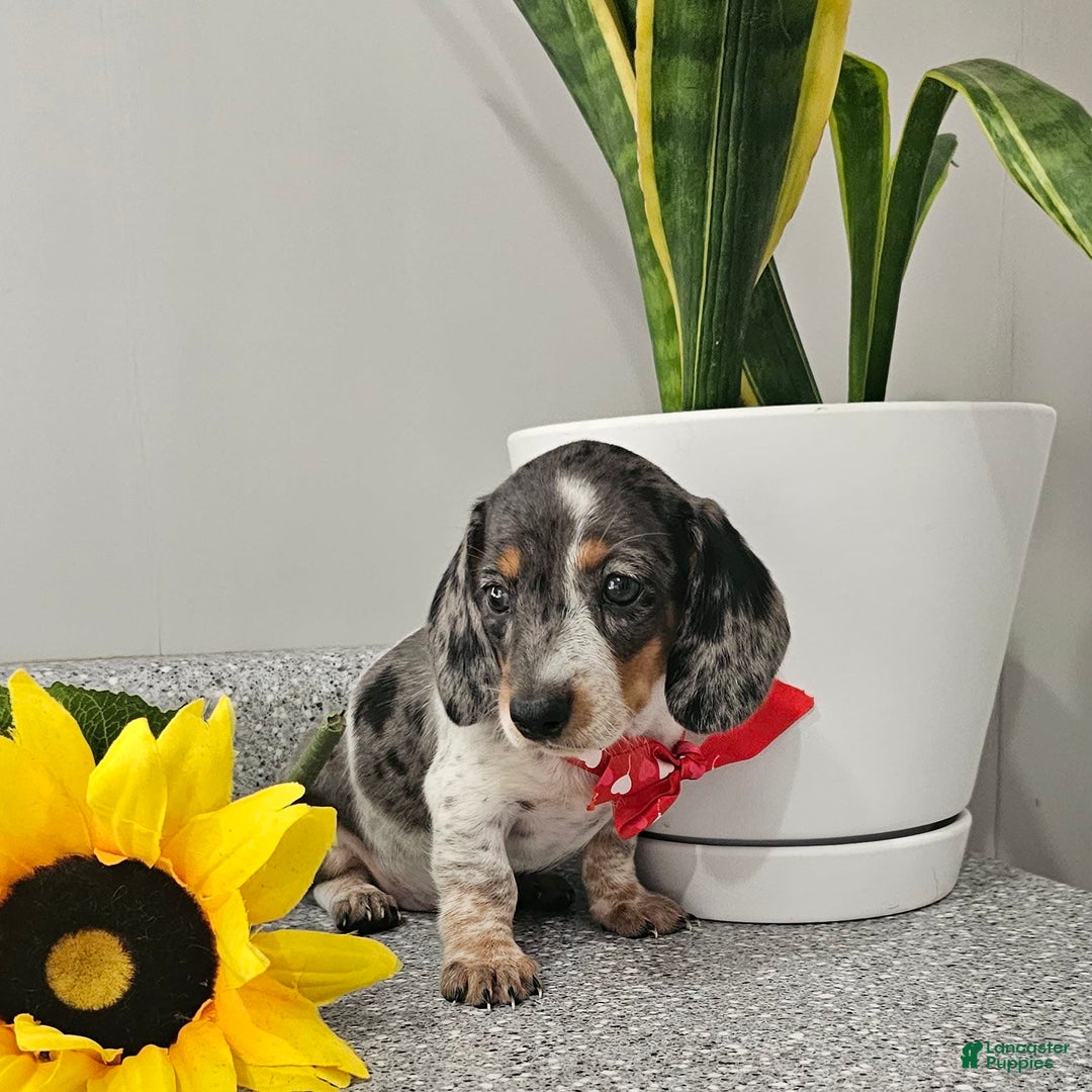 Dachshund dogs for sale: Miss Bailey - Image 2