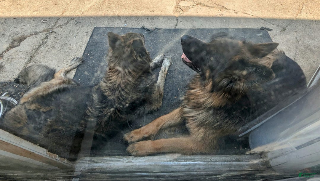 German Shepherd dogs for sale: Jesse - Image 6