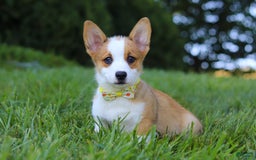 Welsh Corgi Pembroke dogs for sale: Loki - Image 6
