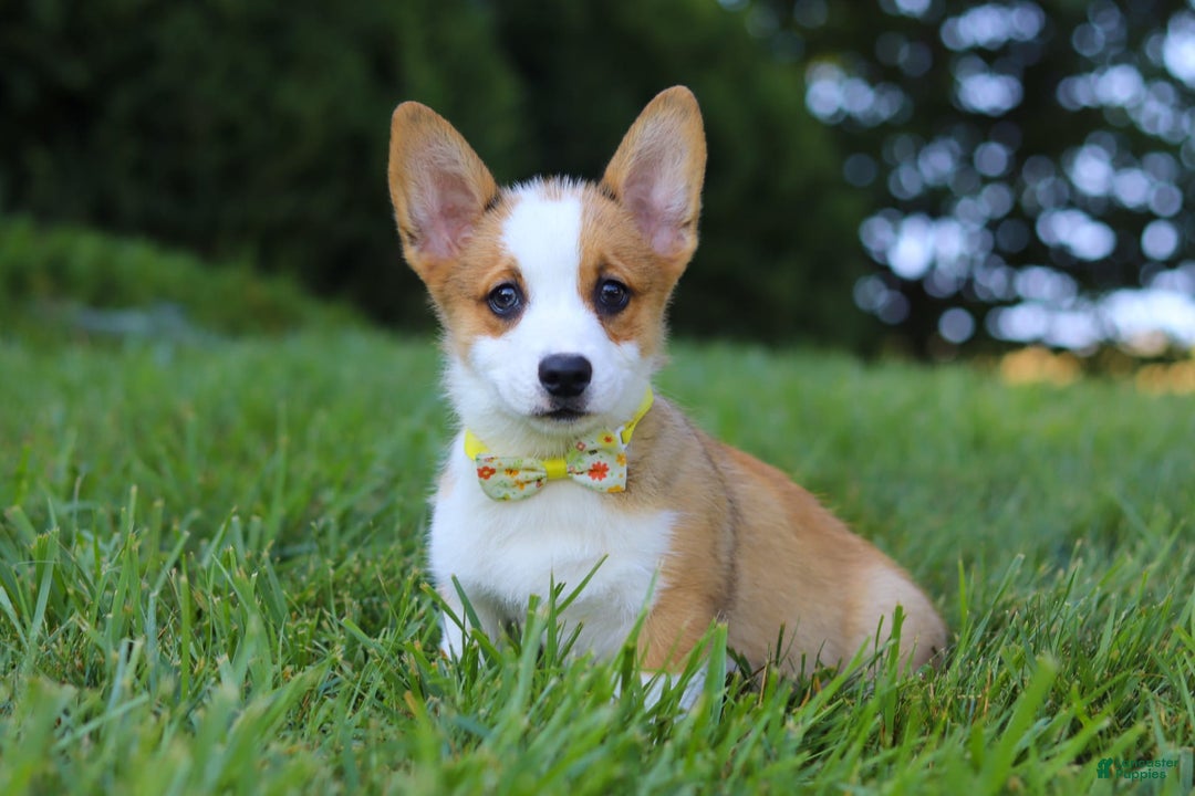 Welsh Corgi Pembroke dogs for sale: Loki - Image 6