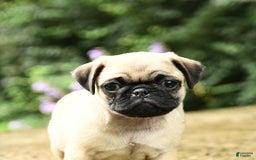 Pug dogs for sale: Sophie - Image 3
