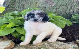 Standard Poodle dogs for sale: Rascal - Image 3