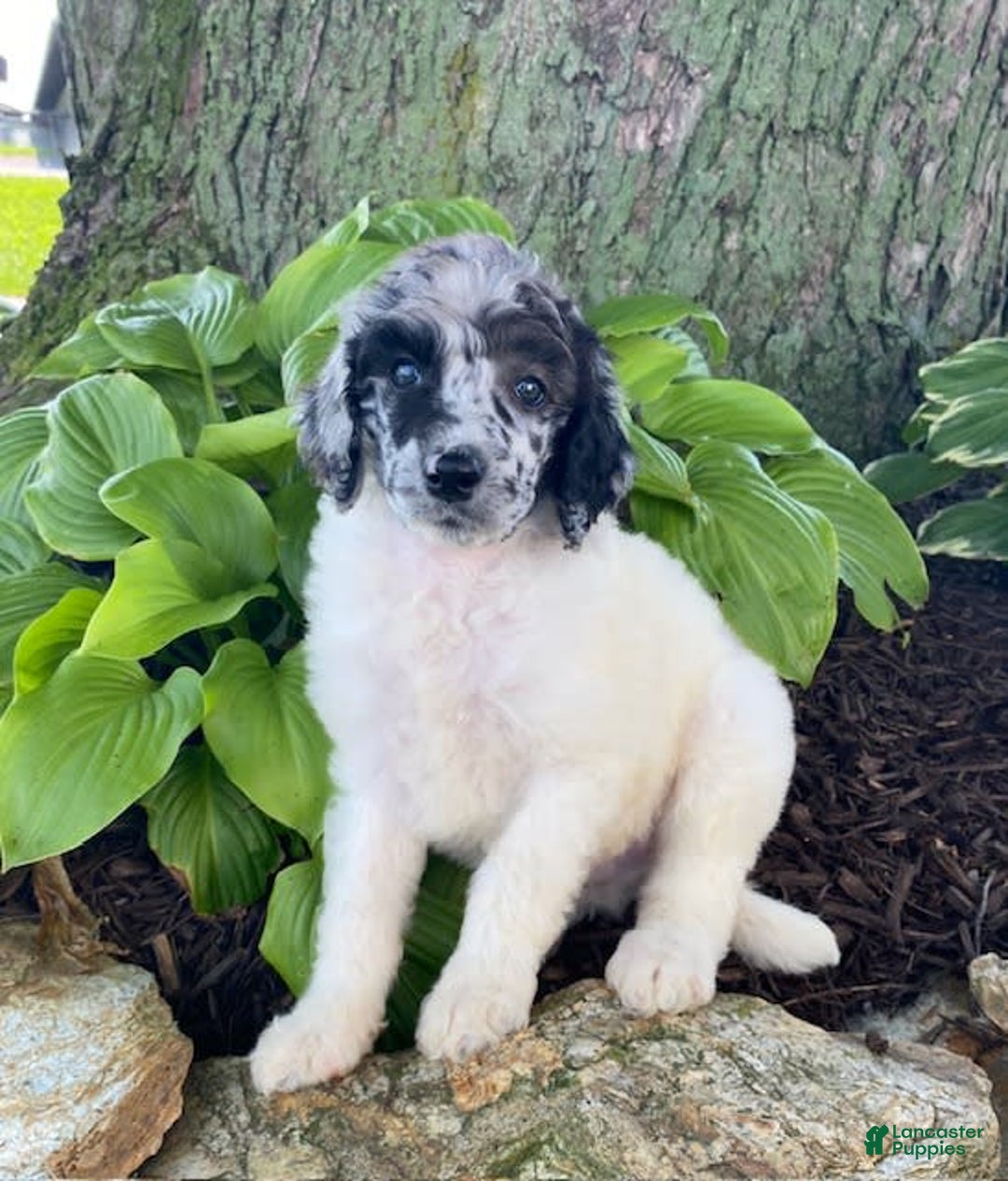 Standard Poodle dogs for sale: Rascal - Image 3