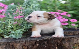 English Bulldog dogs for sale: Winston - Image 11