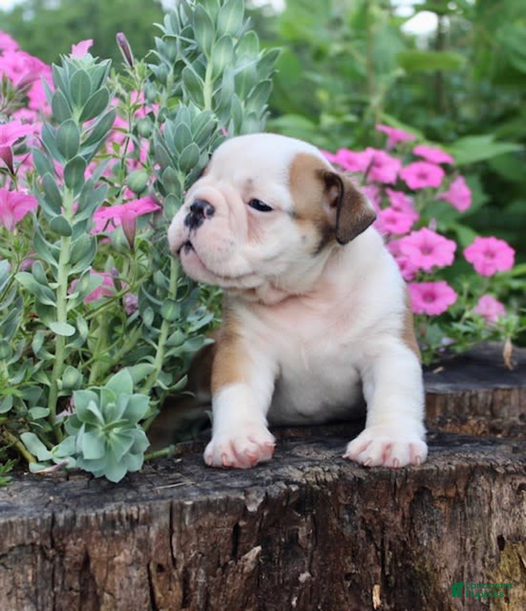 English Bulldog dogs for sale: Winston - Image 11