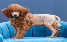 Miniature Poodle dogs for sale: Beau - Image 6