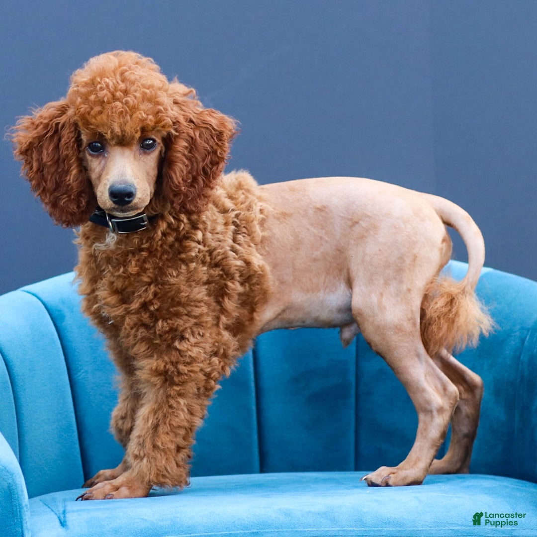 Miniature Poodle dogs for sale: Beau - Image 6