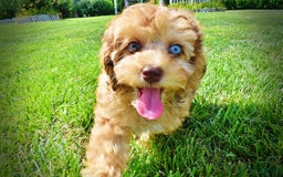 Havapoo dogs for sale: Fancy - Image 15