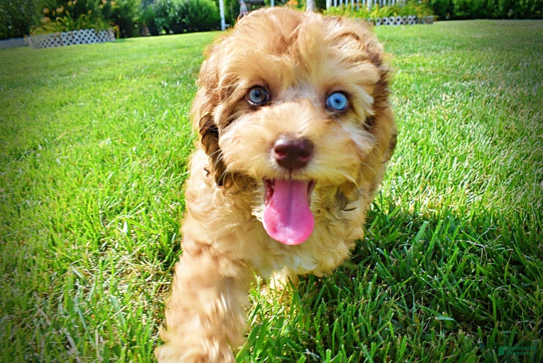 Havapoo dogs for sale: Fancy - Image 15