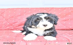 Miniature Bernese Mountain Dog dogs for sale: Candy - Image 2