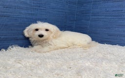 Maltipoo dogs for sale: Felicity - Image 4