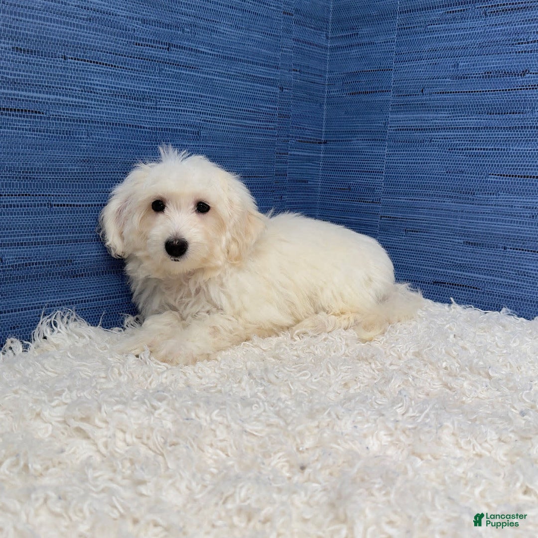 Maltipoo dogs for sale: Felicity - Image 4