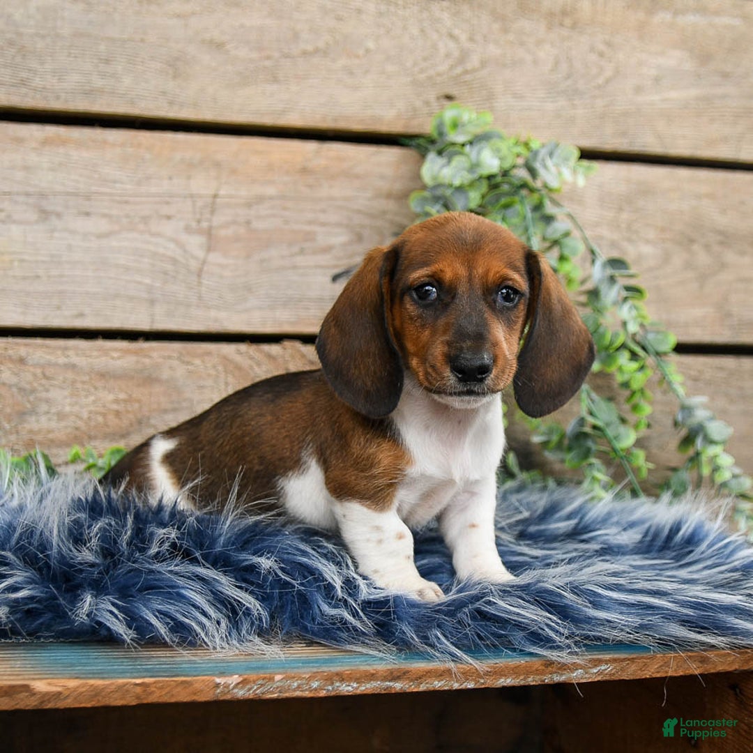 Dachshund dogs for sale: Cream Puff - Image 8