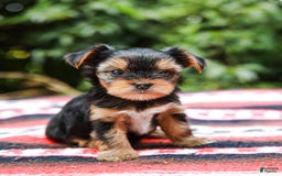 Yorkshire Terrier dogs for sale: Olivia Teacup - Image 2