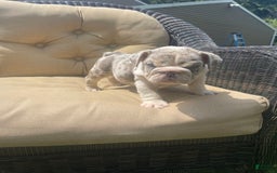 English Bulldog dogs for sale: Iceman - Image 7