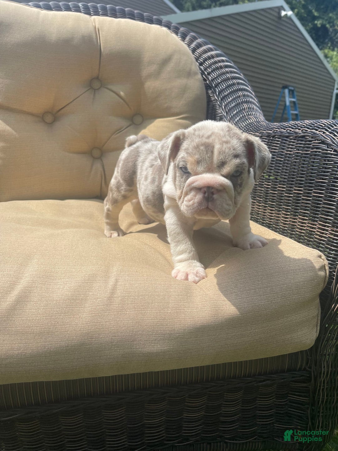English Bulldog dogs for sale: Iceman - Image 7