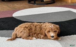 Cockapoo dogs for sale: Tim - Image 3
