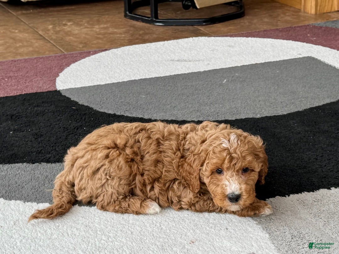 Cockapoo dogs for sale: Tim - Image 3