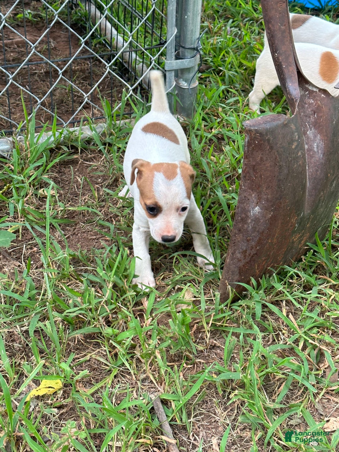 Jack Russell Terrier dogs for sale: Girl 4 - Image 2