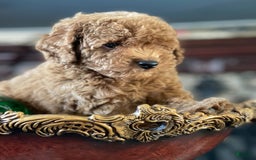Toy Poodle dogs for sale: Puppy - Image 3