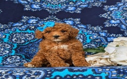 Miniature Poodle dogs for sale: Hana - Image 3
