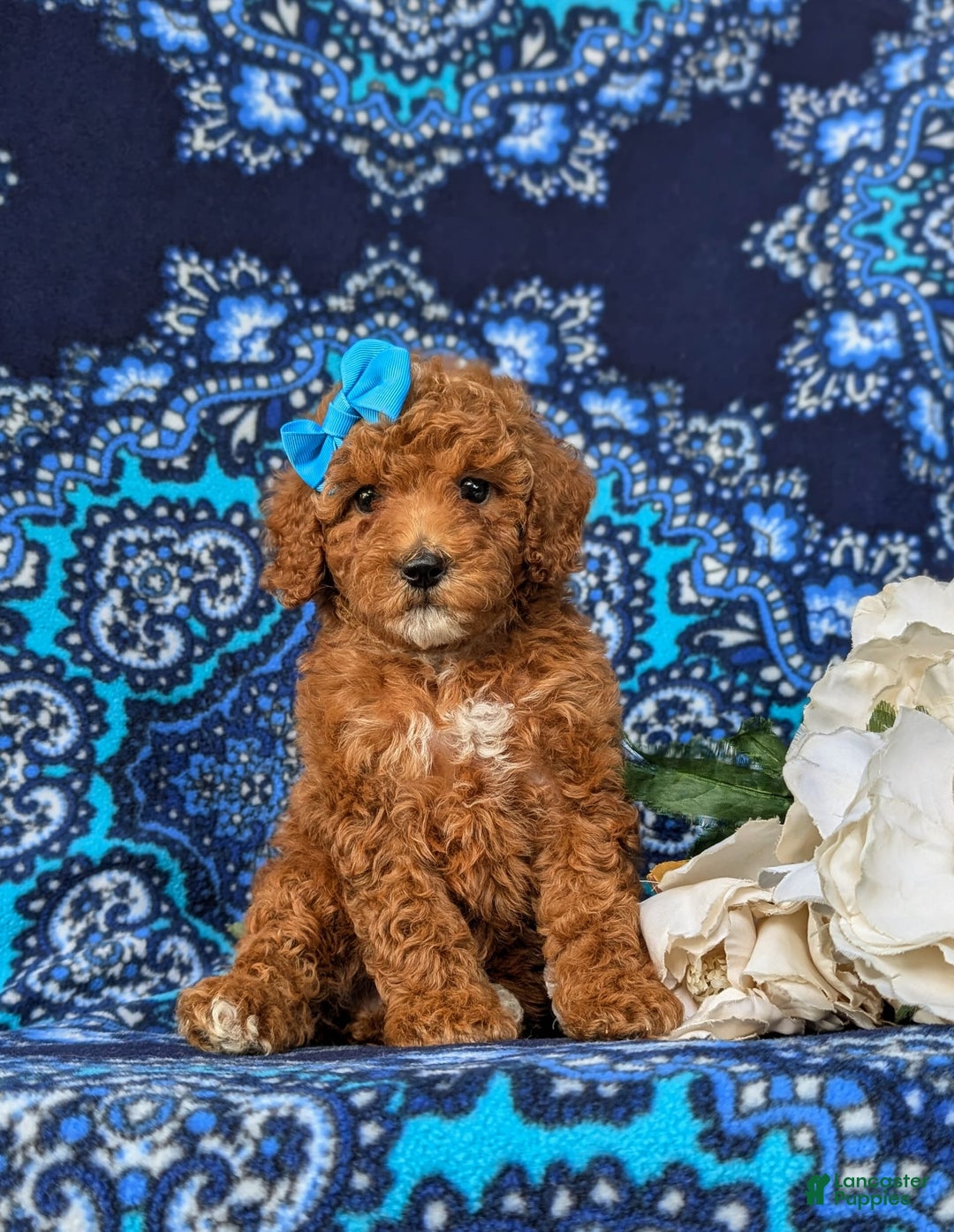 Miniature Poodle dogs for sale: Hana - Image 3