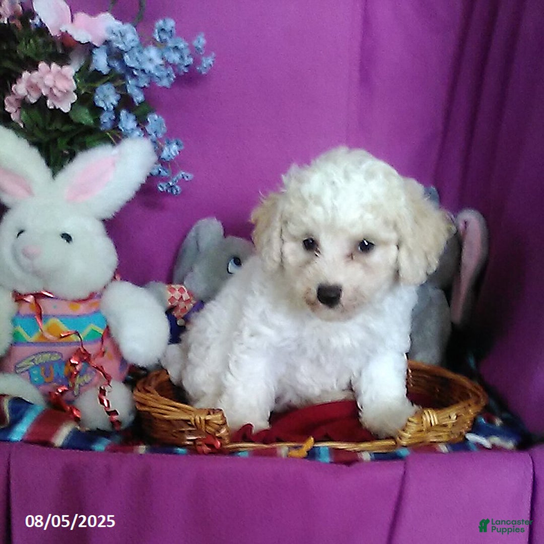 Toy Poodle dogs for sale: Carrie - Image 2