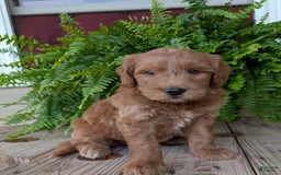 Goldendoodle dogs for sale: Cash - Image 43