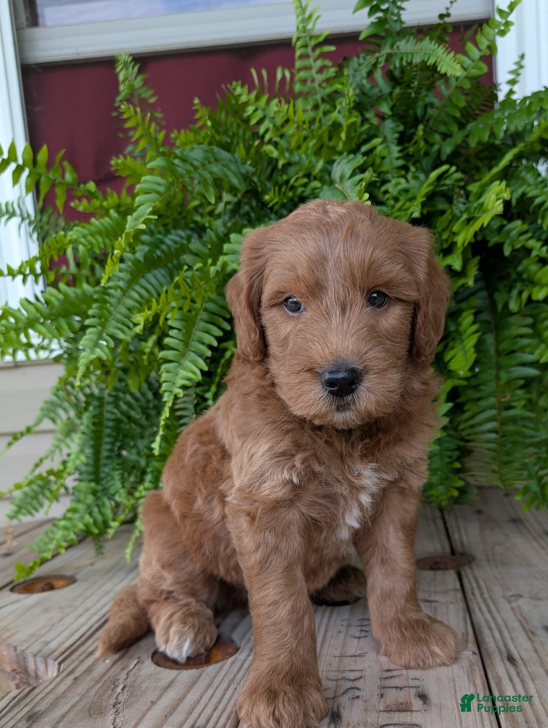 Goldendoodle dogs for sale: Cash - Image 43