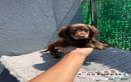 Miniature Dachshund dogs for sale: Brownie - Image 2