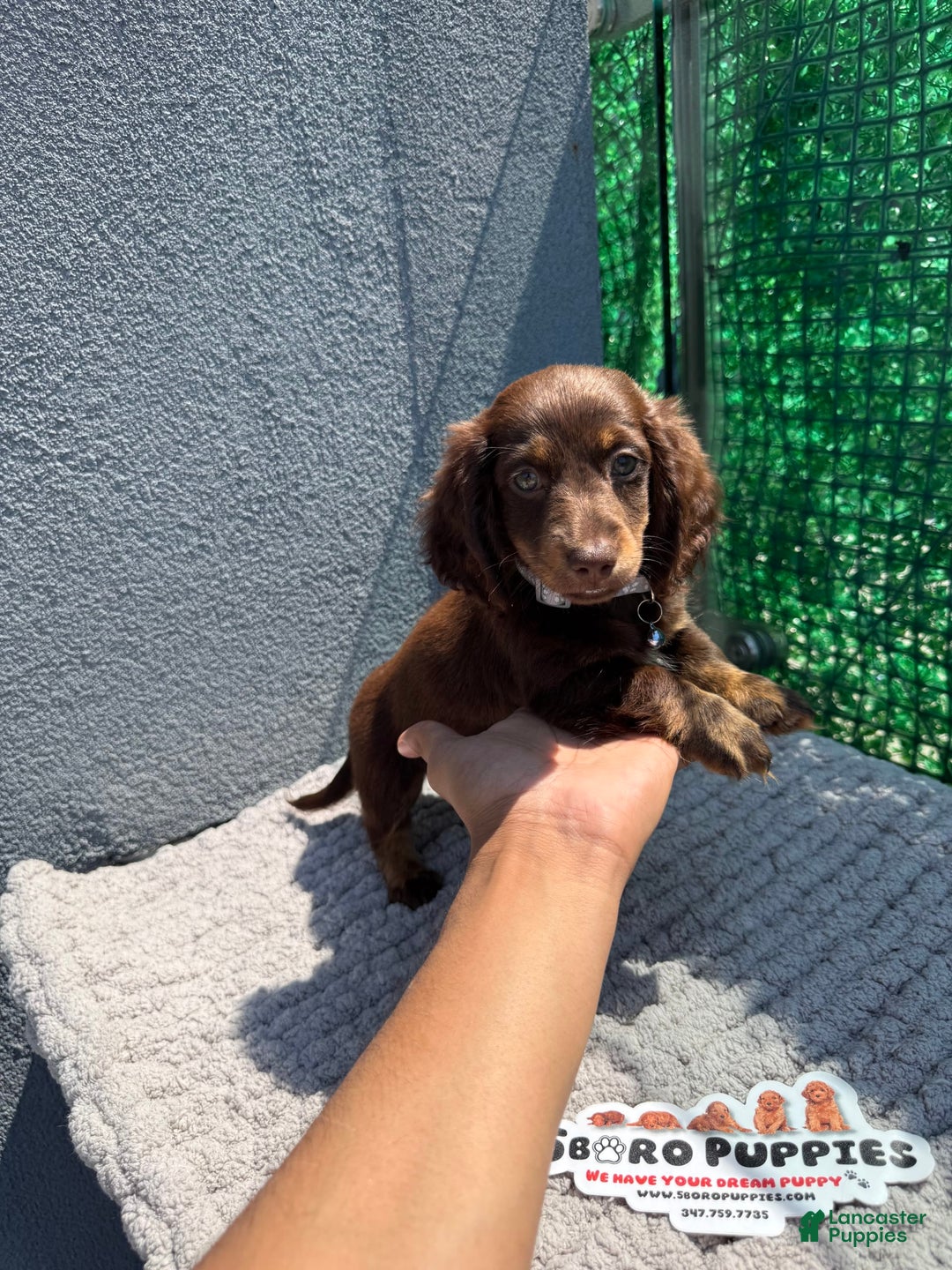 Miniature Dachshund dogs for sale: Brownie - Image 2