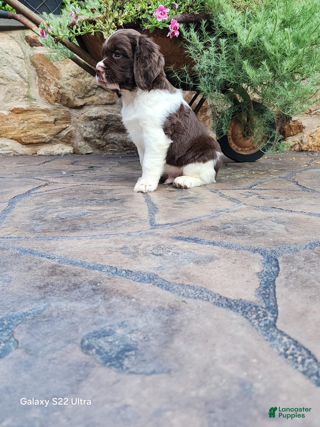 English Springer Spaniel dogs for sale: Ethan - Image 3