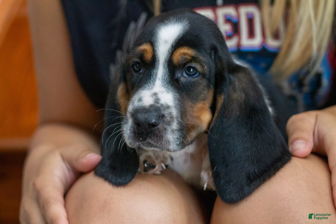 Basset Hound dogs for sale: Jasper - Image 8