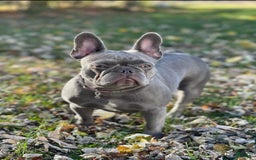 French Bulldog dogs for sale: Riot - Image 9