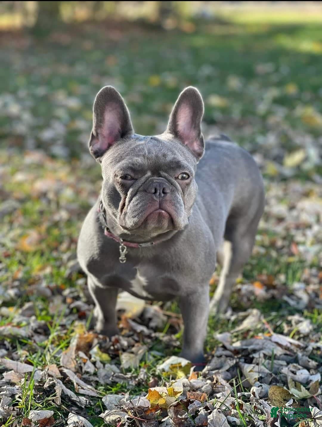 French Bulldog dogs for sale: Riot - Image 9