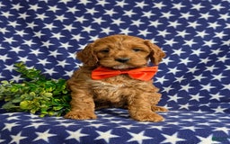 Cockapoo dogs for sale: Fitzgerald - Image 1