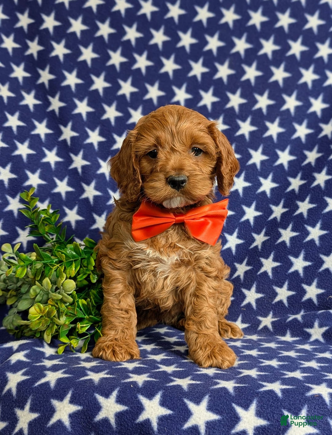 Cockapoo dogs for sale: Fitzgerald - Image 1