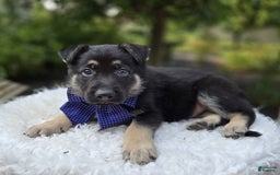 German Shepherd dogs for sale: Randy - Image 3