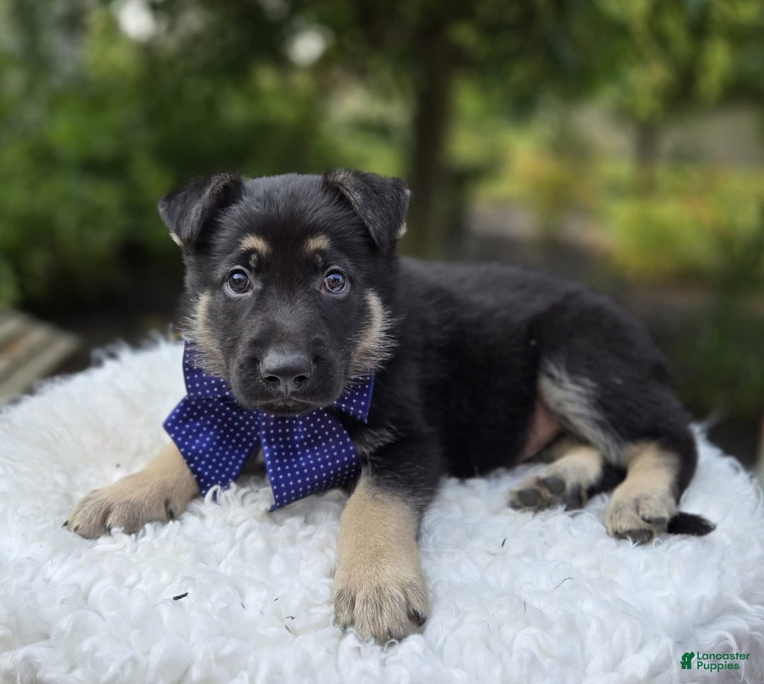 German Shepherd dogs for sale: Randy - Image 3